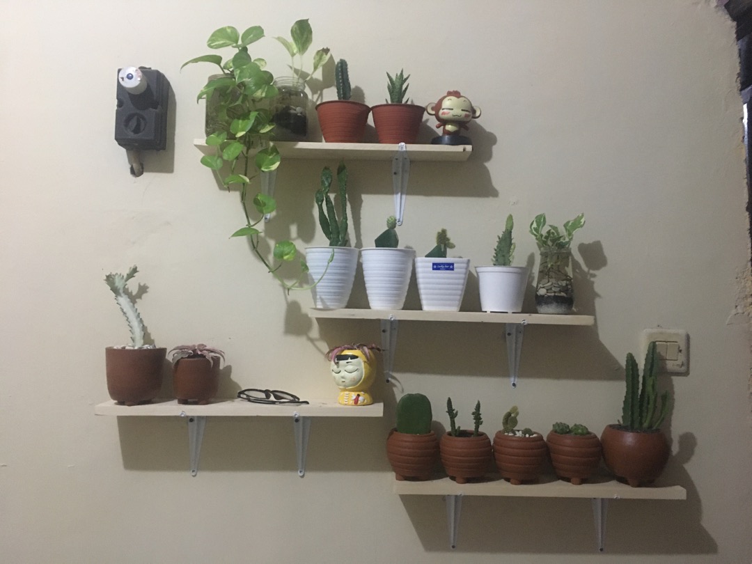 Haworthia Limifolia Hijau