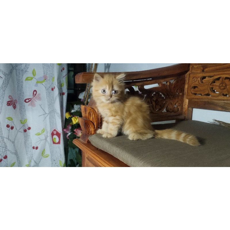 Kucing Persia Flatnos Marble long hair