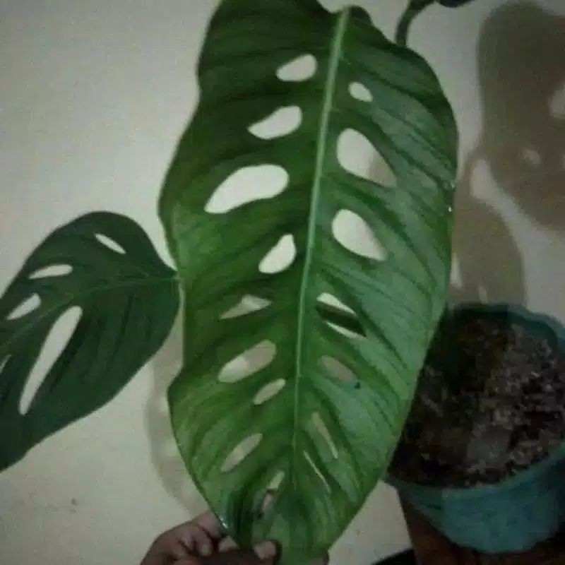 Bibit Stek Batang Monstera Janda Bolong Raphidophora Lokal Shopee Indonesia