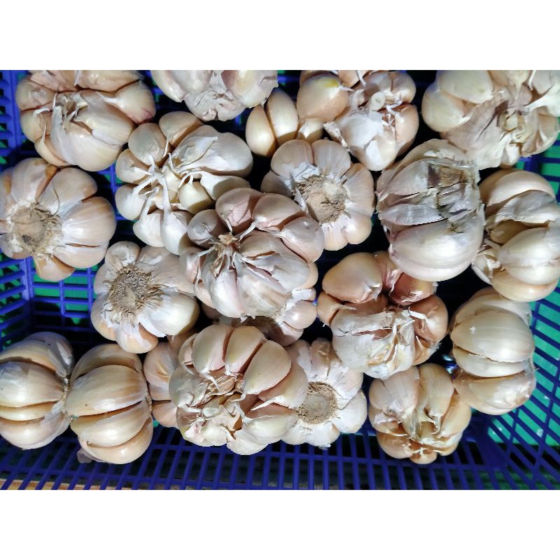 

Bawang putih 500gram