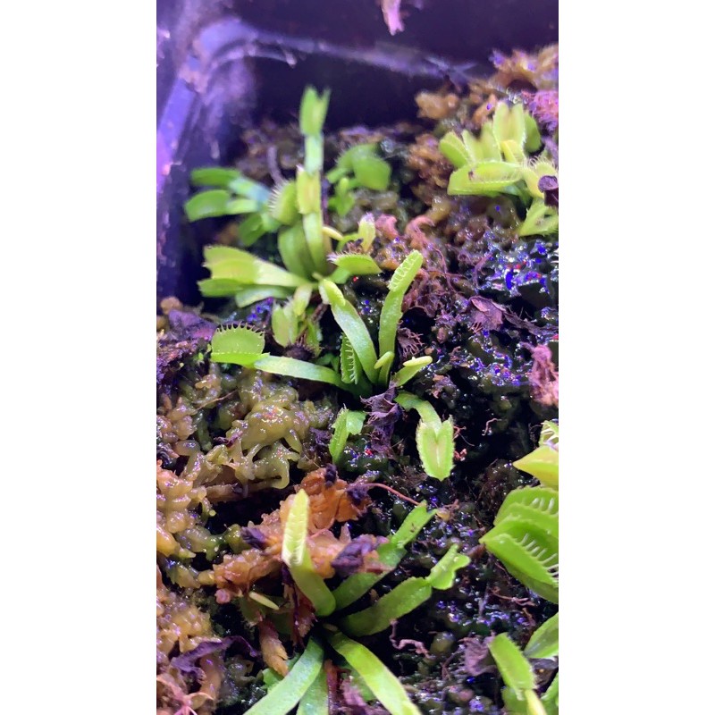 VFT Venus Flytrap Werewolf