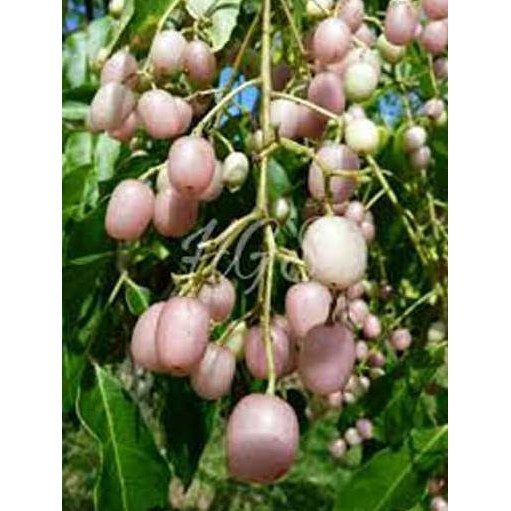 BIBIT TANAMAN BUAH JUWET PUTIH BERBUAH