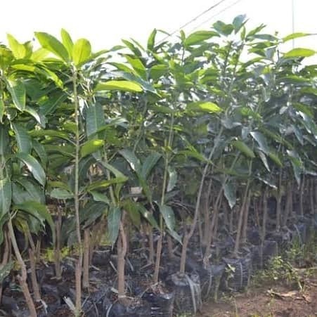 Bibit Okulasi Mangga Harum Manis