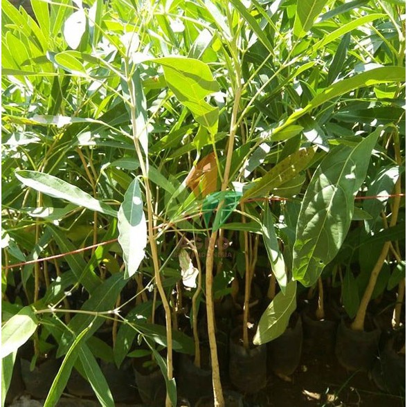 Bibit Tabebuya Kuning