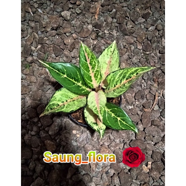 Aglaonema frozen lokal murah // Tanaman hias aglaonema Frozen
