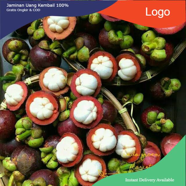 Bibit manggis okulasi