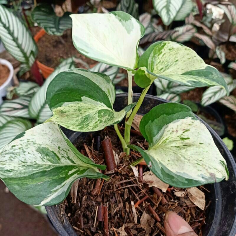 epipremnum manjula / srigading manjula