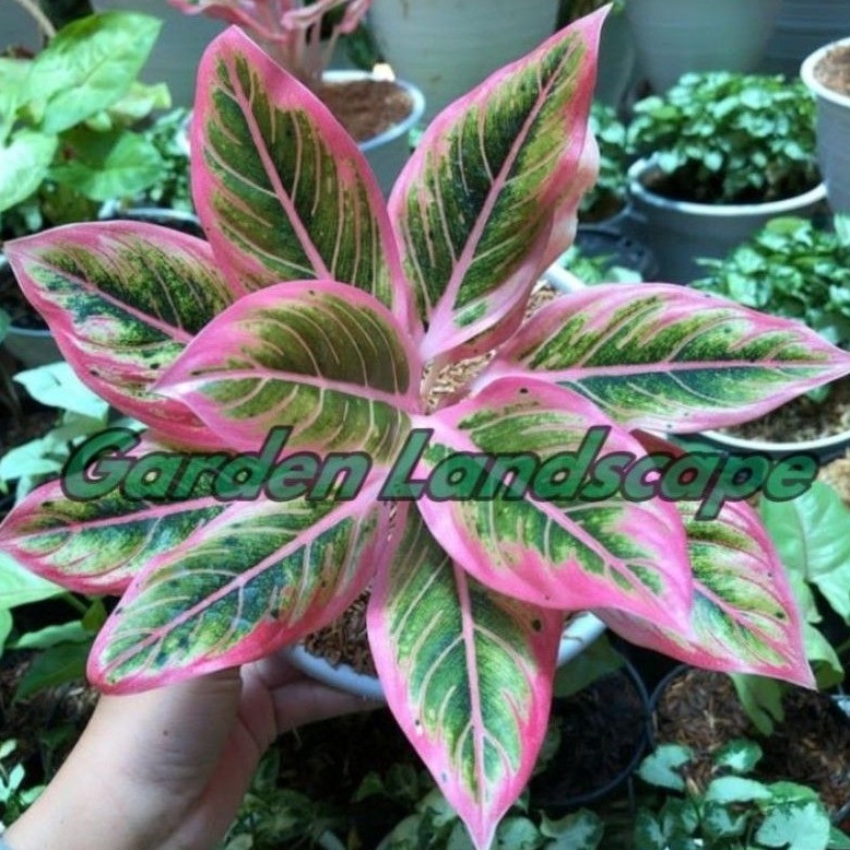 (kw) Tanaman Hias Aglonema Lipstik Clasik / Lotus kw