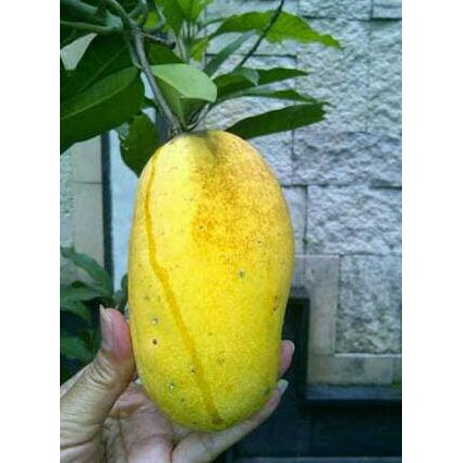 BIBIT TANAMAN BUAH MANGGA CHOKANAN ASLI