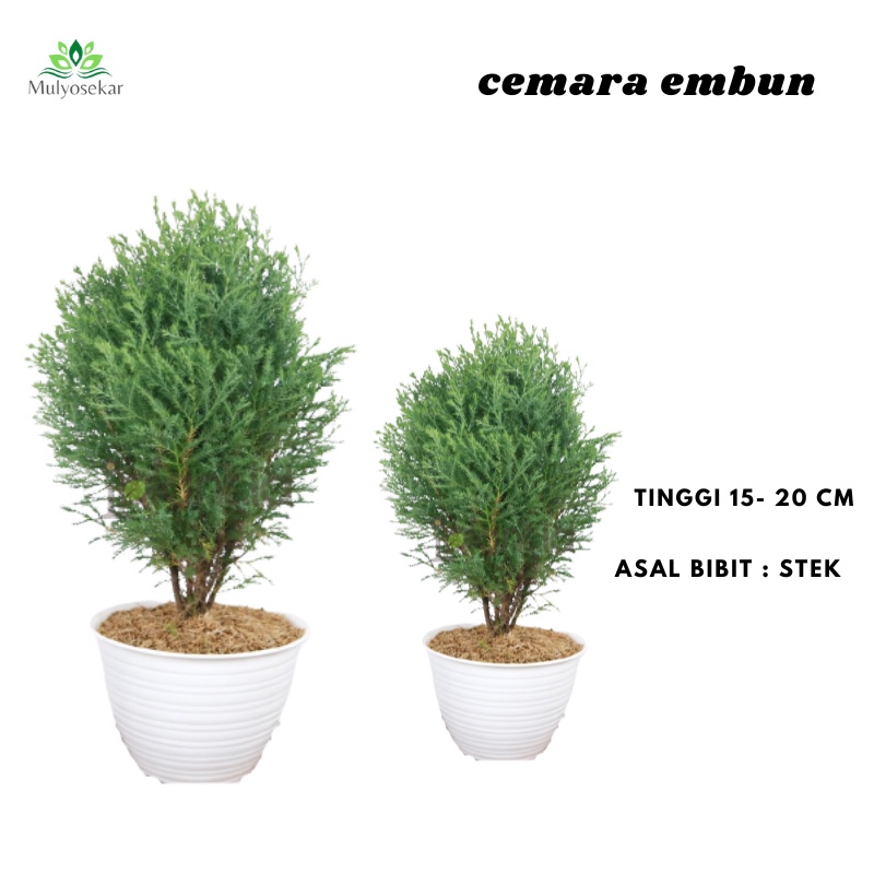 Tanaman hias Cemara Embun - bibit tanaman hidup - Indoor garden - Aesthetic Decor