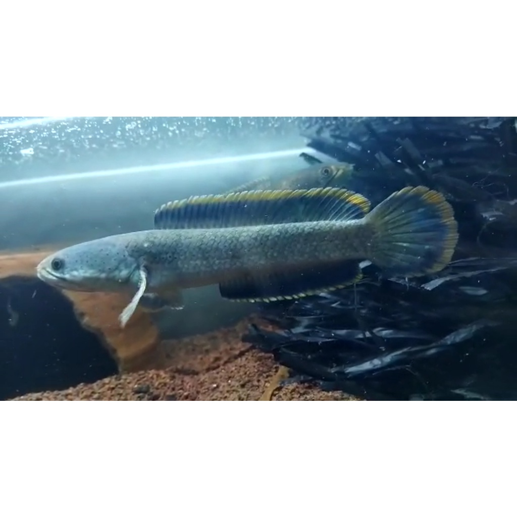 Channa Limbata Lawu Rim Tebal 2-4cm