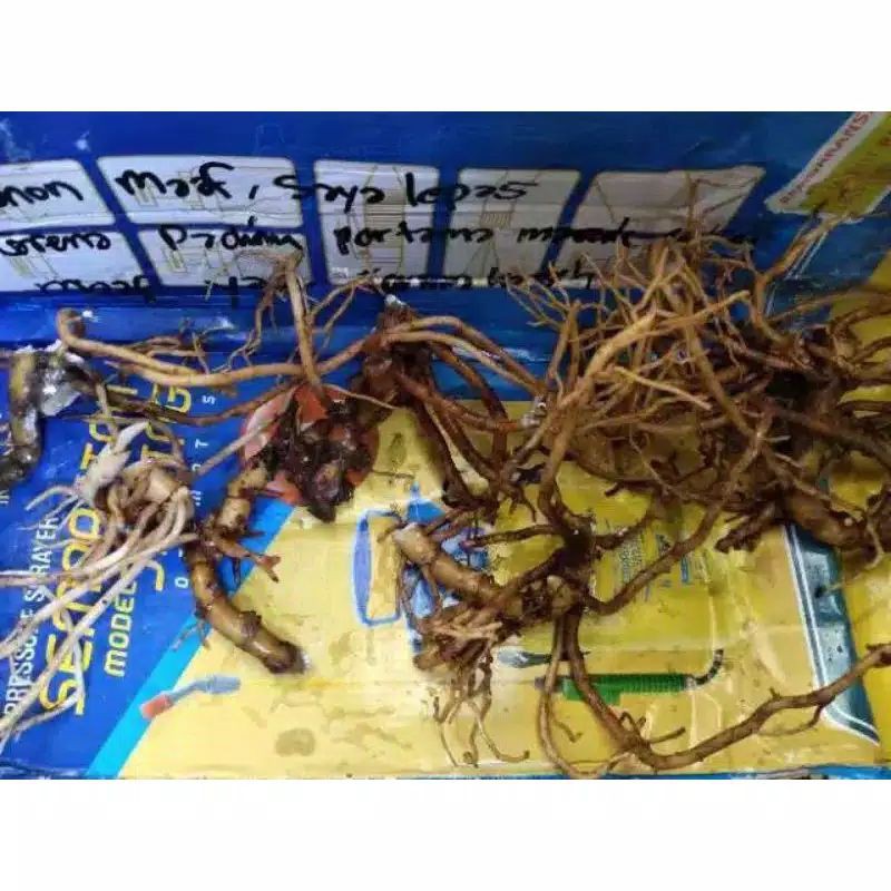 TERBARUBibit bonggol aglonema kochin nezkia - bonggol aglonema kochin nezkia