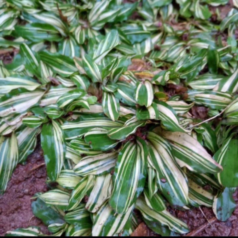 rumput gajah mini varigata