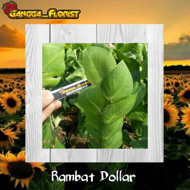 TANAMAN HIAS RAMBAT DOLLAR - GIANT FLEXI