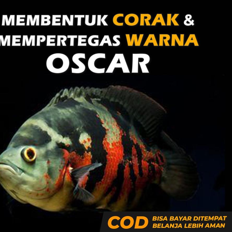 【FRE⚡H】 Pakan Ikan Oscar Pelet Makanan Oscar Premium Oscar Tiger Albino Batik Paris Tembaga Slayer R