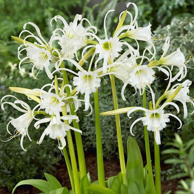 Umbi Bunga Amarilis Putih Spider Shopee Indonesia Umbi Bunga Amarilis Putih Spider Shopee Indonesia