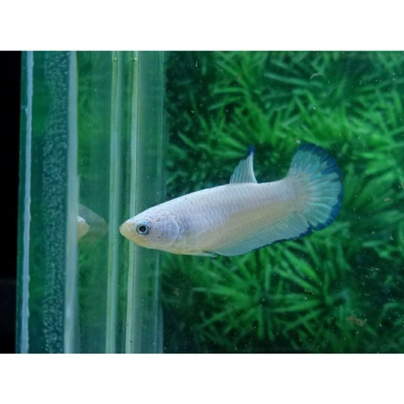 FEMALE BLUE RIM BUTTERFLY