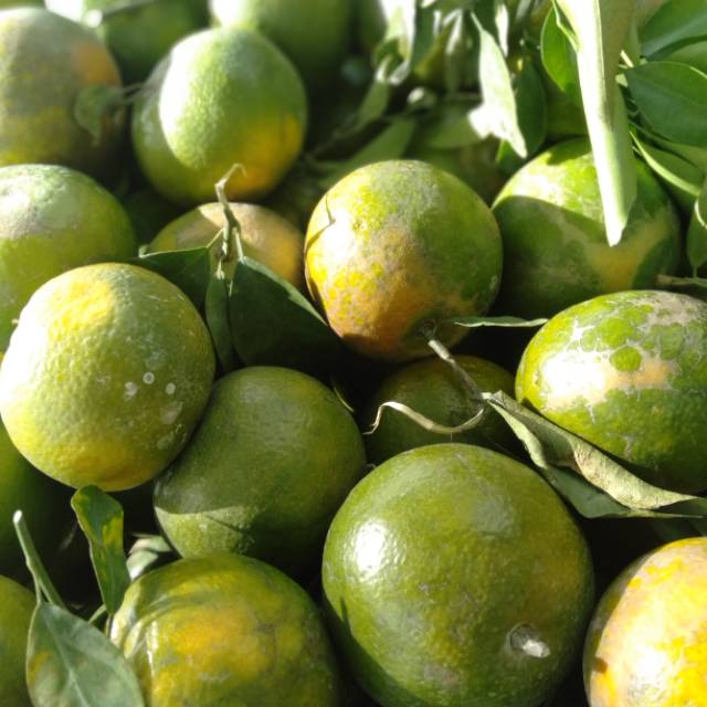 

Jeruk Siam Keprok 1000 gram