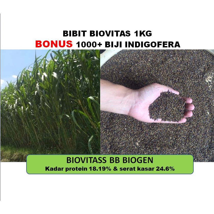 Bibit Rumput Biovitas BB Biogen 1kg Bonus benih indigofera