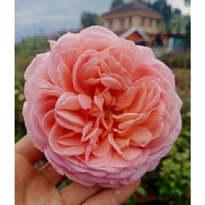 mawar import abraham darby