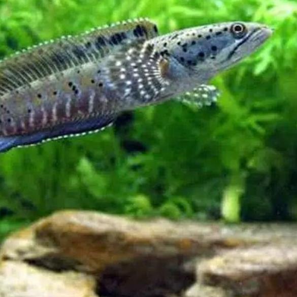 ♡ channa pulcra pulchra size 2-3 cm ✸