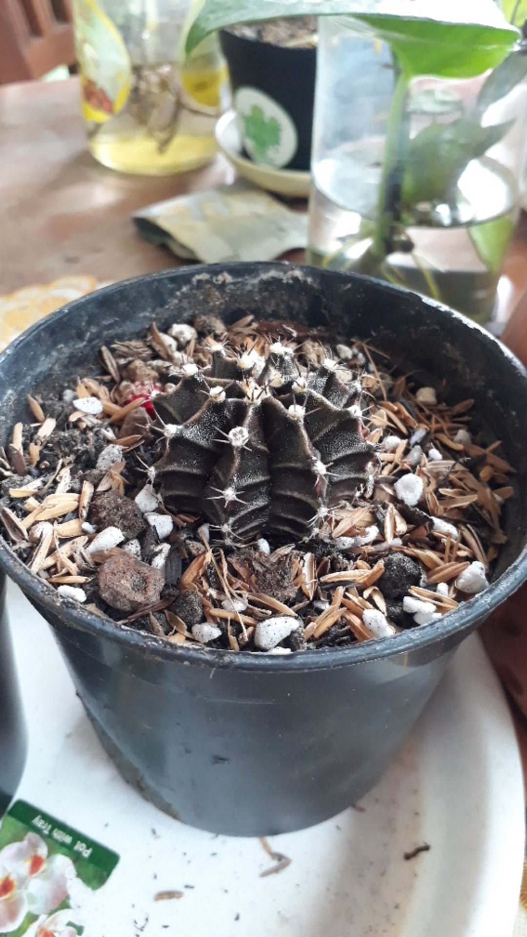 Kaktus Gymno Dari Biji