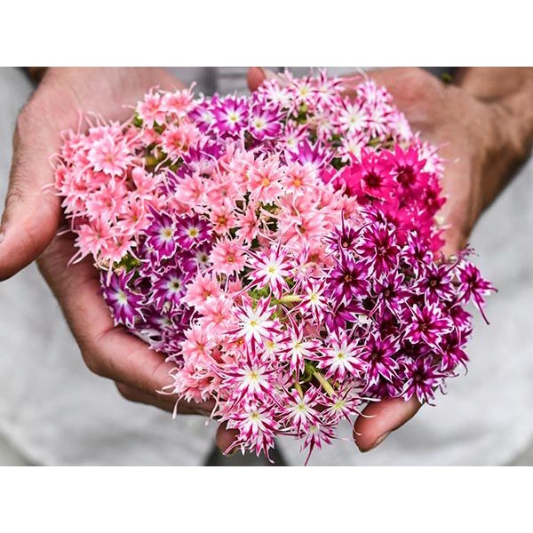 Benih Bibit Biji - Bunga Phlox Cuspidata Twinkle Mixed Flower Seeds - IMPORT