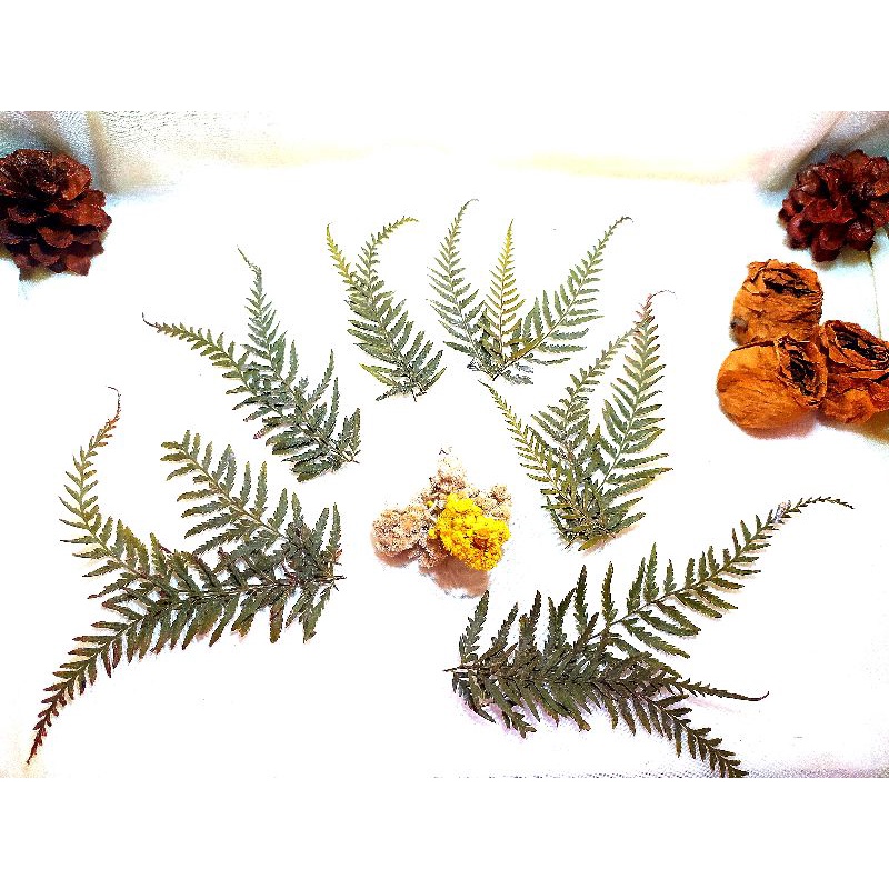 PAKIS KERING, hiasan rustic