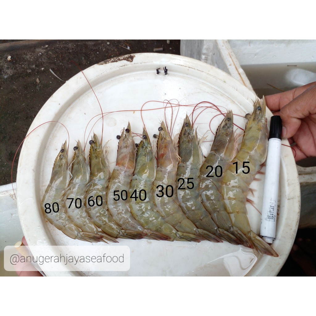 UDANG VANAME size 50