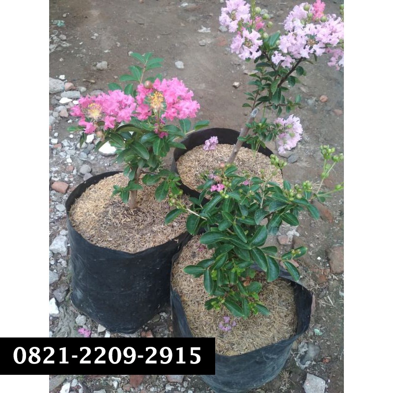Bibit Bunga Sakura Bonsai Mini Hasil Indukan Import-3
