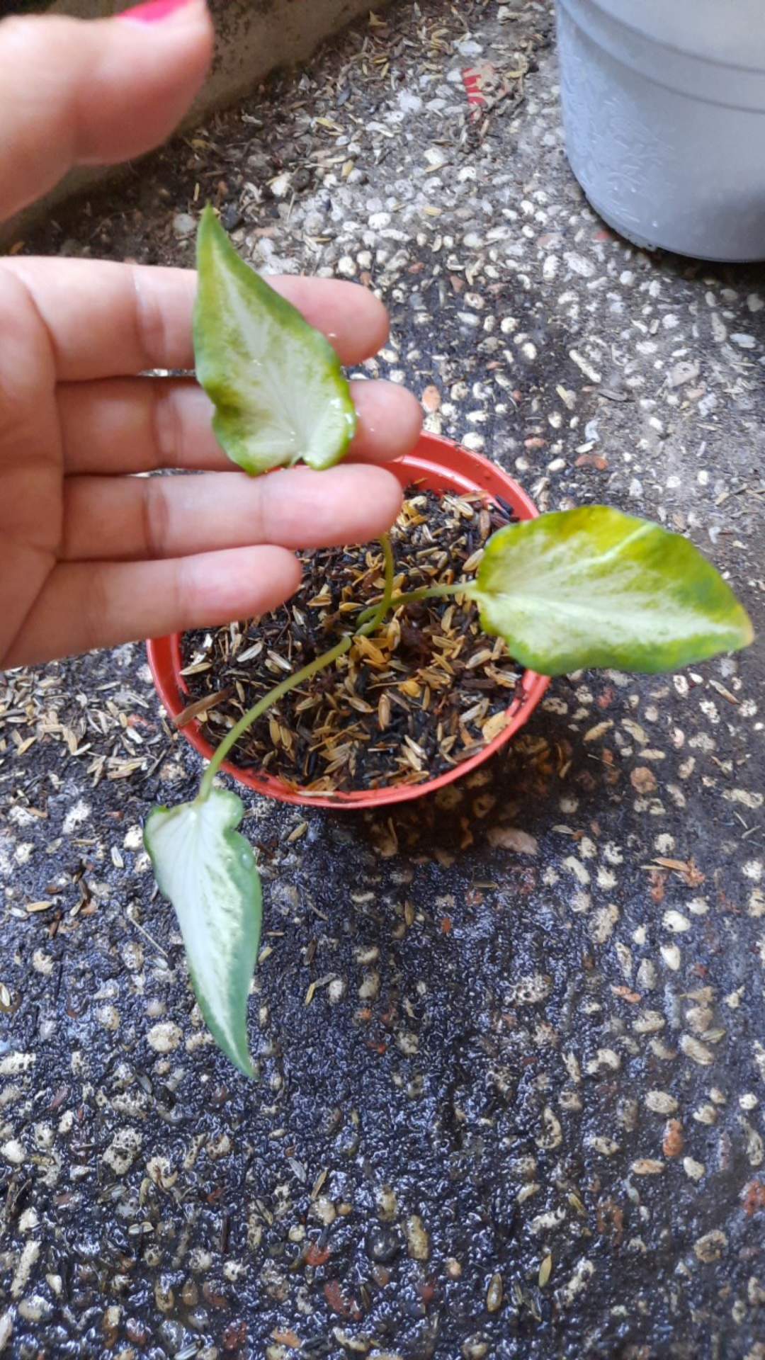 Keladi White Raffles Caladium White Knight