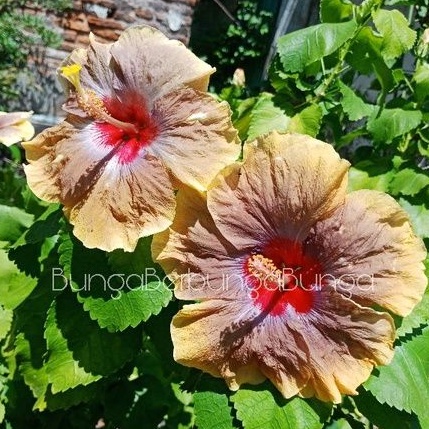 bibit tanaman hias bunga sepatu hibiscus import langka JDK