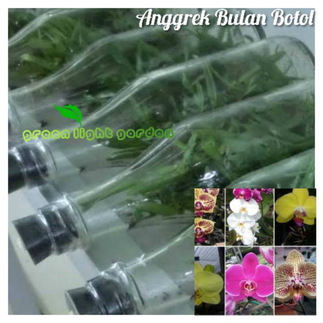 Bibit anggrek bulan botol kultur jaringan