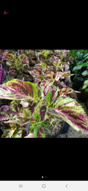 Tanaman Miana Keriting Hijau Kuning - Pohon Miana - Miana - Hiasan Rumah