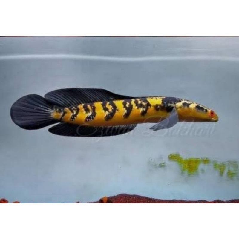 channa yellow sentarum bahan proges grade A 20-23 cm