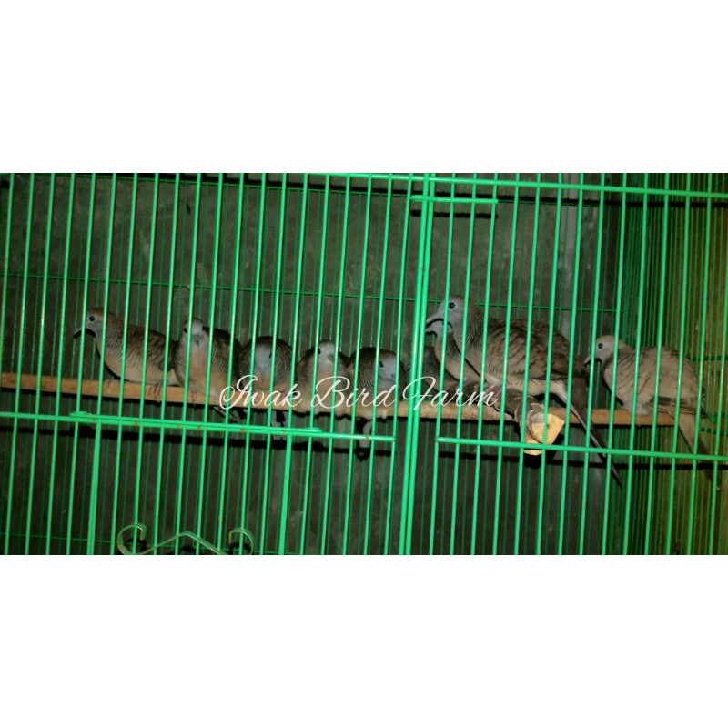 Perkutut Bangkok Anakan