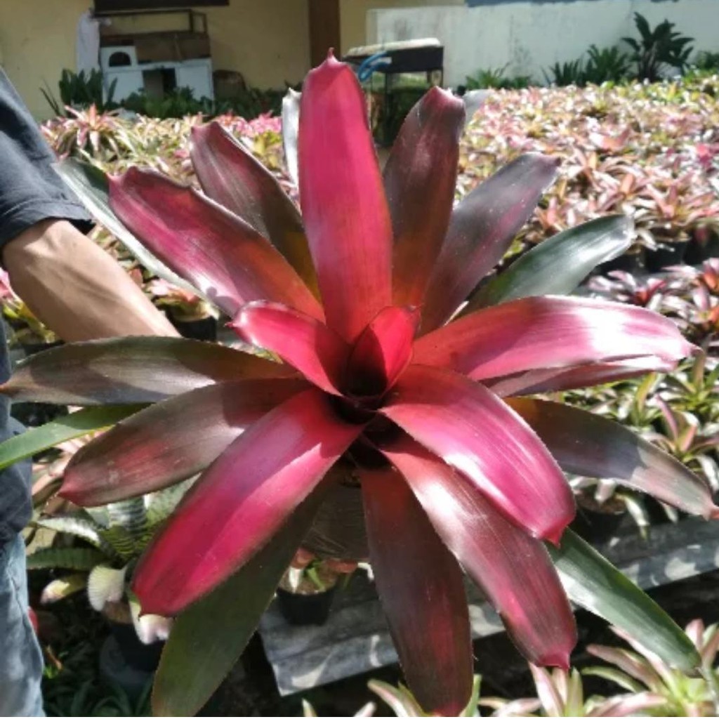 Bibit Tanaman Bromelia Merah Bibit Bunga Bromelia Merah ...