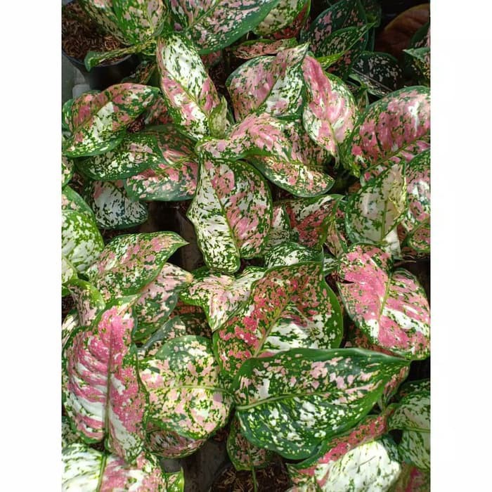 DUD TRICOLOR - Tanaman Hias Aglaonema Aglonema