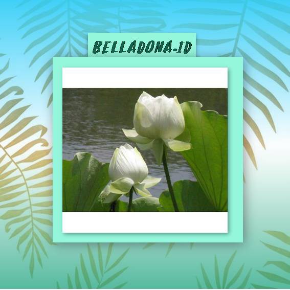 

Bibit Tanaman Air Lotus/Seroja Putih
