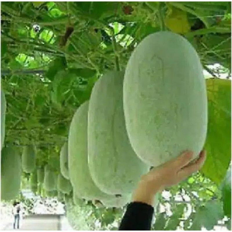 

buah kundur segar, buah bligo segar