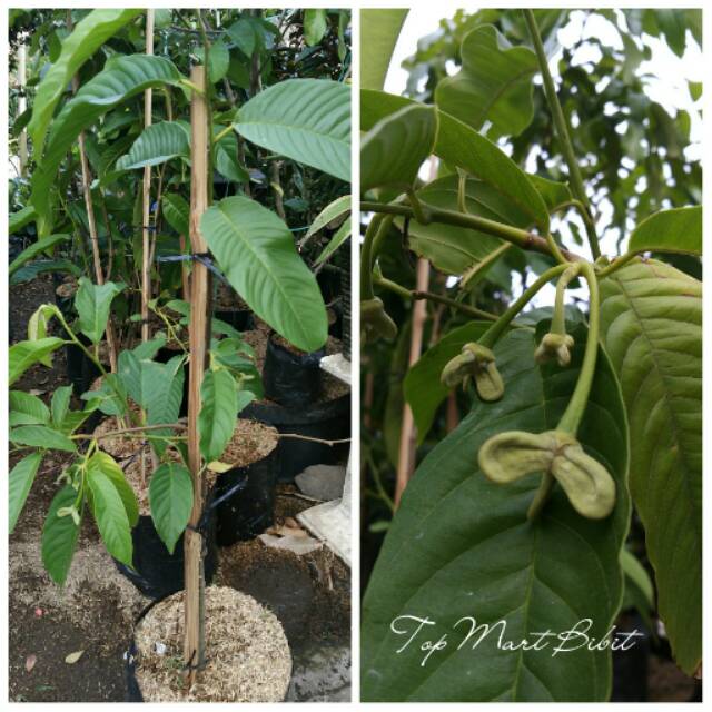 Bibit Srikaya Biriba Berbunga