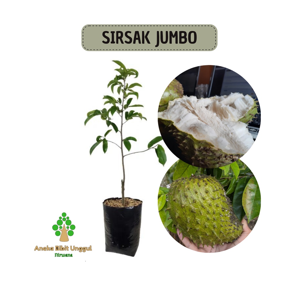 BIBIT SIRSAK MADU JUMBO - BIBIT SIRSAK MADU - BIBIT SIRSAK - BIBIT BUAH SIRSAK - BIBIT SIRSAK OKULAS