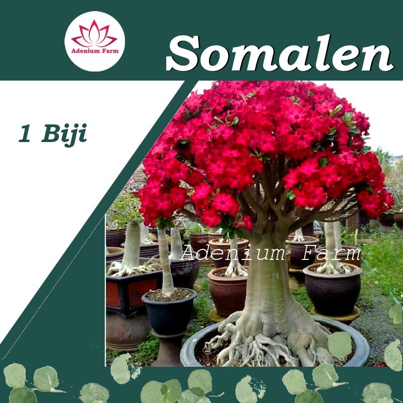 Biji Bibit Adenium SOMALEN Bunga Hias Berkualitas Import