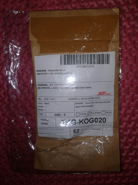 Vinca Softpink Hallo (benih/seed/biji) Tegak