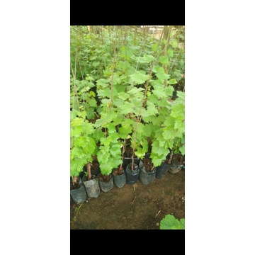 bibit graftingan anggur import