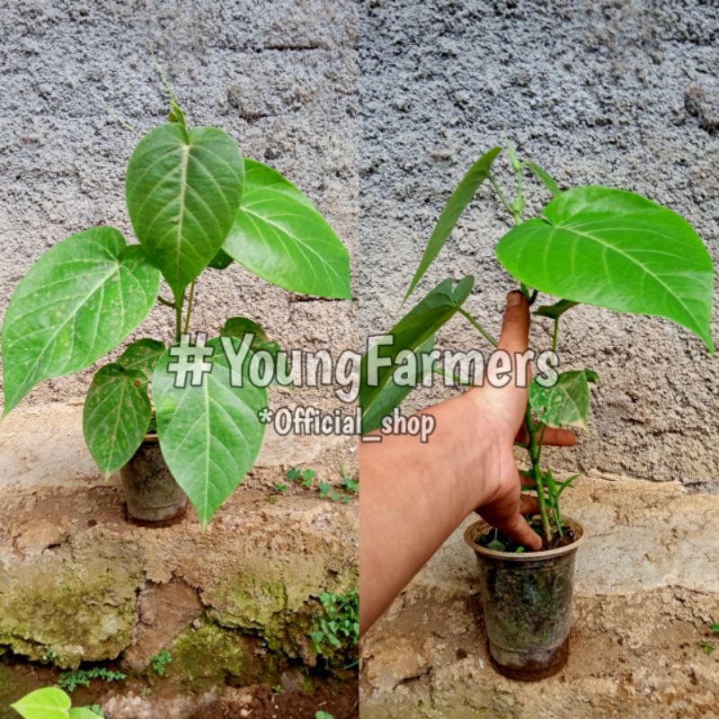 benih markisa konyal manis