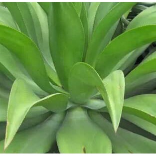 AGAVE AMERICANA
