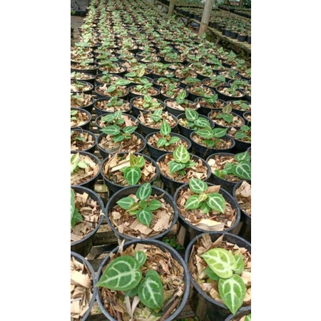 Anthurium kuping gajah silver