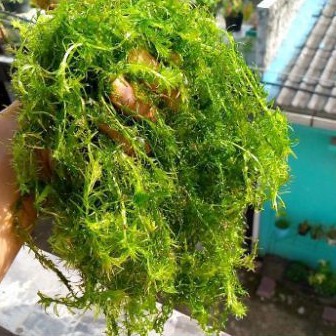 

Hydrilla