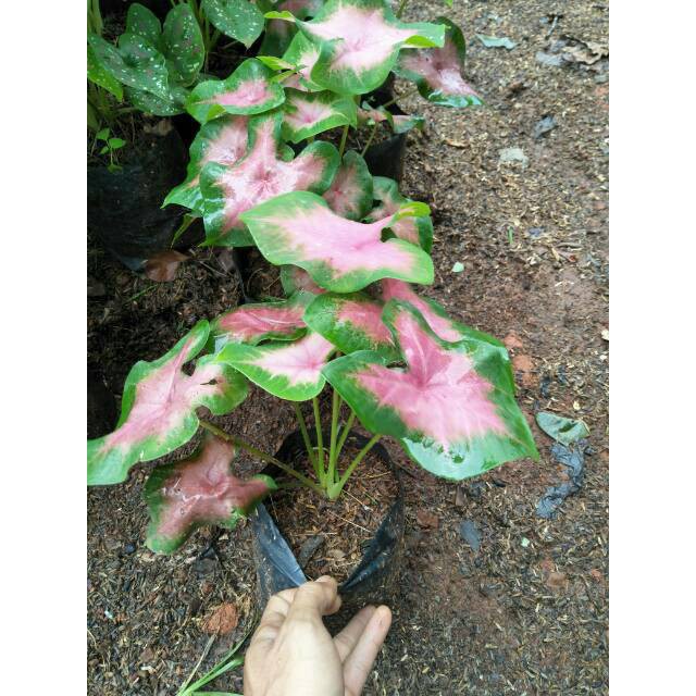 Tanaman keladi hias pink mini